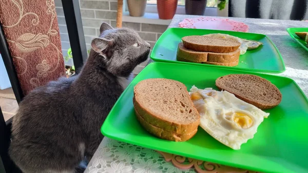 Grå Katt Sitter Stol Nära Köksbordet Och Luktar Frukost Tallriken — Stockfoto