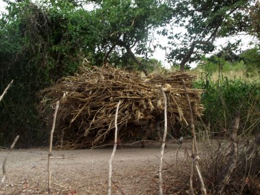 Çalı çırpı ve saman taşıyan eşekler,