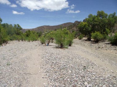 Oaxaca, Meksika 'daki nehre giden taş yol, ağaçlar ve doğa.
