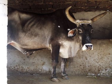 Eski Meksika kilisesi, arka planda gökyüzü olan katedral.