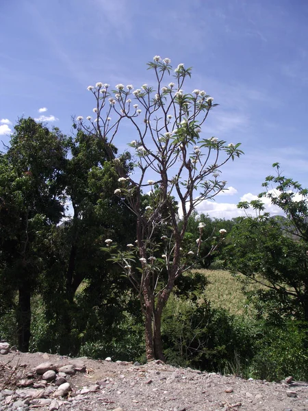 Belo Tiro Uma Árvore Uma Floresta — Fotografia de Stock