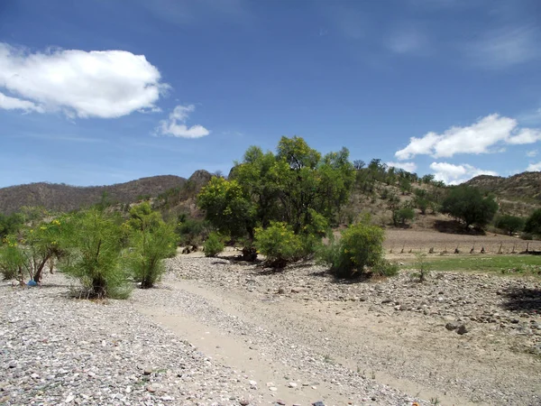 Oaxaca, Meksika 'daki nehre giden taş yol, ağaçlar ve doğa.