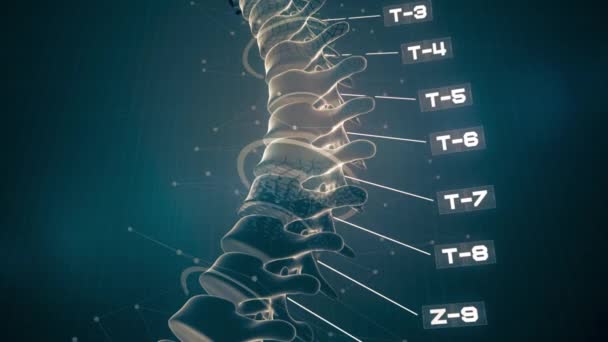 Animación Columna Lumbar Humana Análisis Columna Vertebral — Vídeo de stock