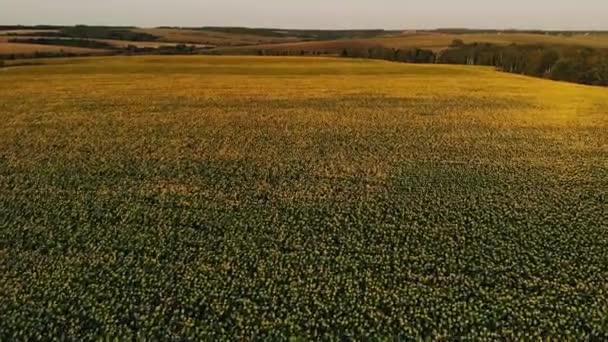 Drone Video Mostrando Campo Girasoles Contra Una Hermosa Puesta Sol — Vídeo de stock