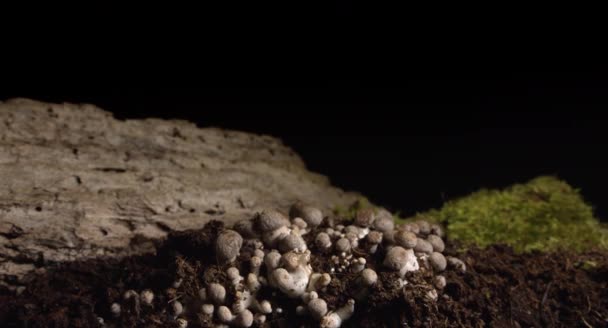 Pilze Wachsen Zeitraffer Frische Pilze Sprießen Aus Dem Untergrund — Stockvideo