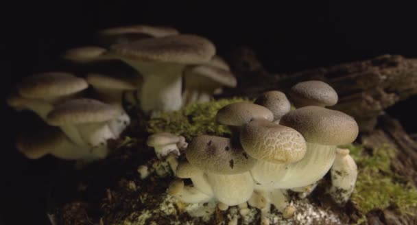 Pilze Wachsen Zeitraffer Frische Champignon Pilze Sprießen Aus Dem Boden — Stockvideo