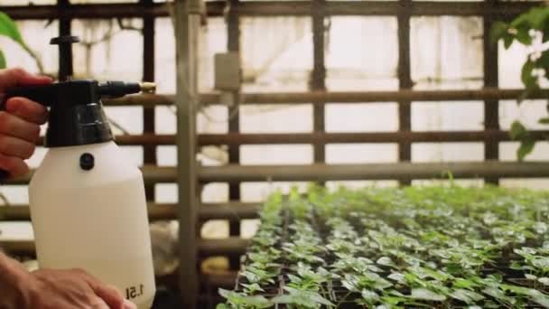 Man Bespuiten Planten Met Water Uit Een Spuitfles Close — Stockvideo