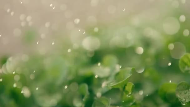 水の中のマイクログリーンがクローズアップされます 緑の芽成長するマイクログリーン マイクログリーンと苗に水をやる — ストック動画