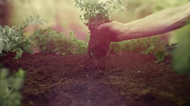 Χέρι Τραβάει Φυτά Από Έδαφος Μαζί Ρίζα — Αρχείο Βίντεο