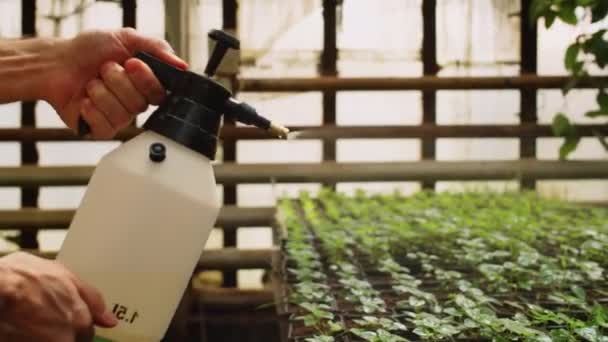 Homem Pulverizando Plantas Com Água Frasco Spray Perto — Vídeo de Stock