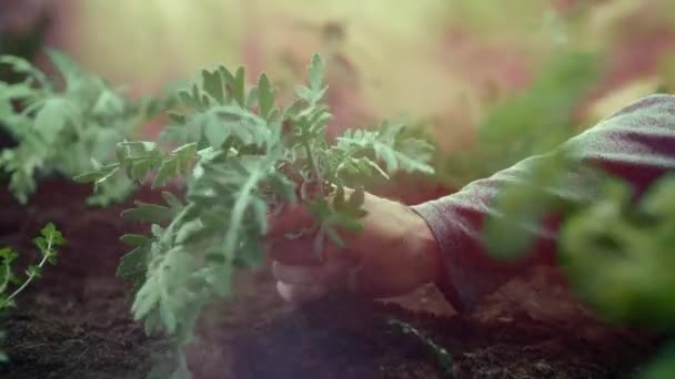 Main Homme Tire Des Plantes Sol Avec Les Racines — Video