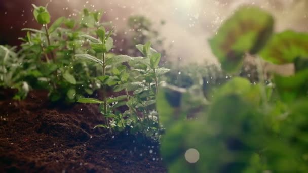 Mikrozeleň Vodě Kapky Zblízka Zelené Klíčky Pěstování Mikrozeleně Zavlažování Mikrozeleně — Stock video