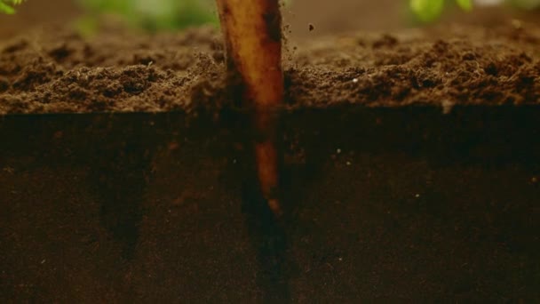 夏の野菜の成長 ニンジン 収穫を押し出す新鮮なニンジンのクローズアップ — ストック動画
