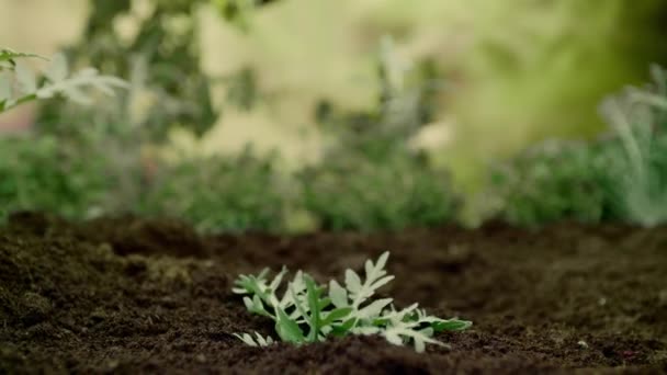 Καλλιέργεια Φυτών Στο Timelapse Βλαστοί — Αρχείο Βίντεο