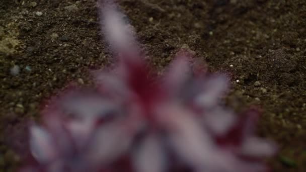 Tumbuh Tanaman Timelapse Sprouts Tanaman Germination Baru Lahir — Stok Video