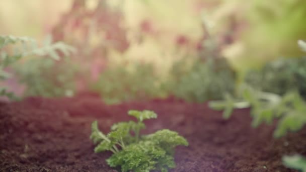 タイムラプスの成長中の植物 発芽新生児植物 — ストック動画