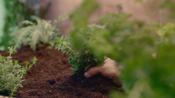 Hand Van Mens Trekt Planten Uit Grond Samen Met Wortels — Stockvideo