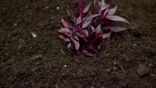 Plantes Croissance Dans Timelapse Germes Germination Plante Nouveau — Video