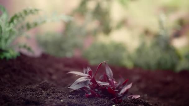 タイムラプスの成長中の植物 発芽新生児植物 — ストック動画