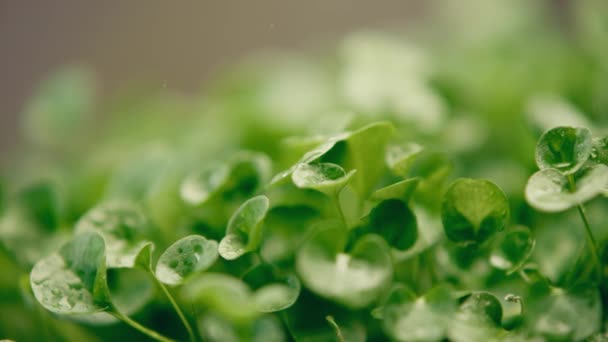 水中的微绿色滴滴特写 绿芽生长微绿色 浇灌微绿肥和幼苗 — 图库视频影像