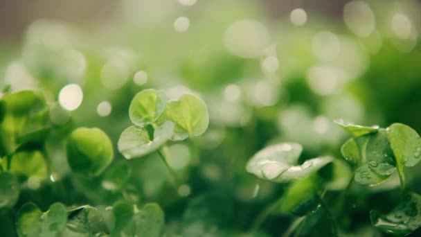 Microgreens Νερό Σταγόνες Κοντινό Πλάνο Πράσινα Βλαστάρια Καλλιέργεια Μικροπράσινων Μικροπράσινα — Αρχείο Βίντεο