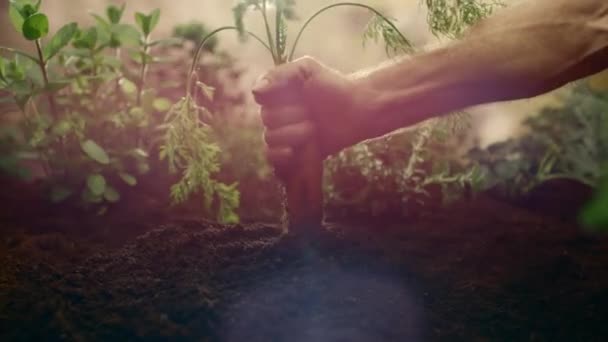 Close Dari Wortel Yang Baru Dipetik Mendorong Pertumbuhan Sayuran Musim — Stok Video