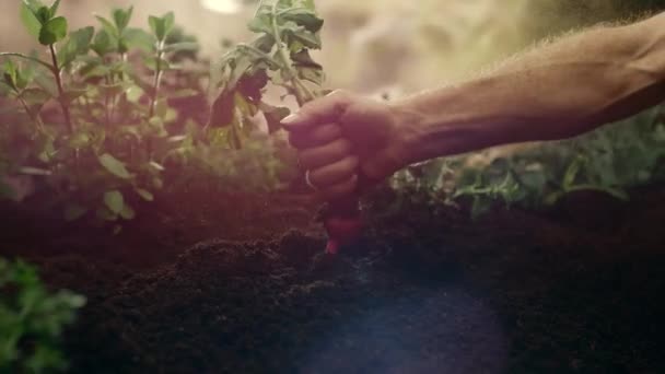 Close Lobak Baru Dipetik Merangsang Pertumbuhan Sayuran Musim Panas Lobak — Stok Video