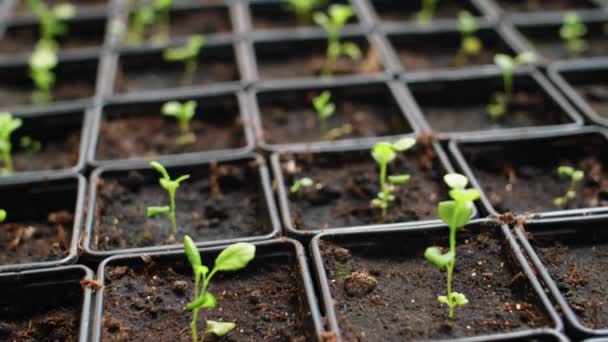 Jungpflanzen Der Gärtnerei Sind Bereit Für Die Pflanzung Garten Gewächshäuser — Stockvideo