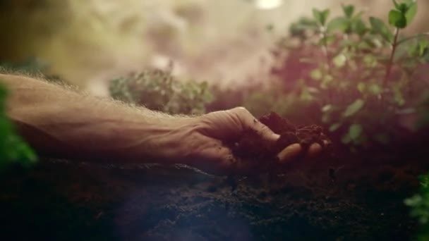 Jordbrukaren Kontrollerar Markens Kvalitet Handen Manlig Bonde Håller Hög Jord — Stockvideo