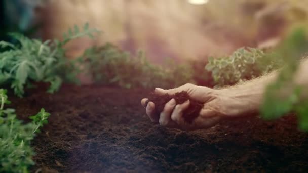 Rolnik Sprawdza Jakość Gleby Ręce Samca Rolnika Trzymają Stertę Ziemi — Wideo stockowe