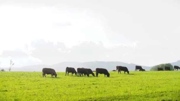 Aile Kara Angus Sürüsü Sığırlar Inekler Boğa Buzağıları Yeşil Çayır — Stok video