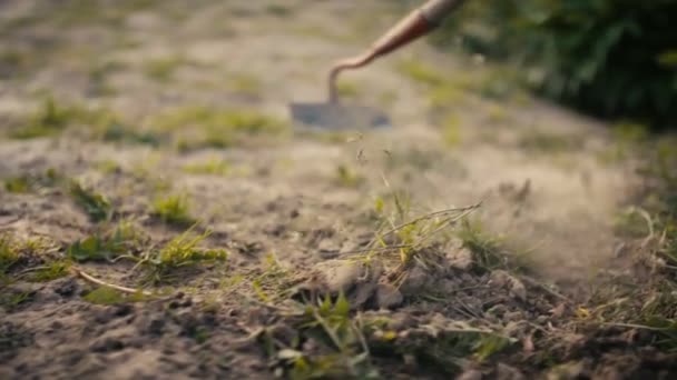 Человек Работает Поле Мужчина Выращивает Сад Мотыгой Фермер Рабочем Месте — стоковое видео