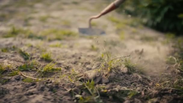 Man Werkt Het Veld Een Man Kweekt Een Tuin Met — Stockvideo