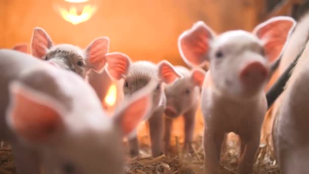 Pigs Livestock Farm — Stock Video