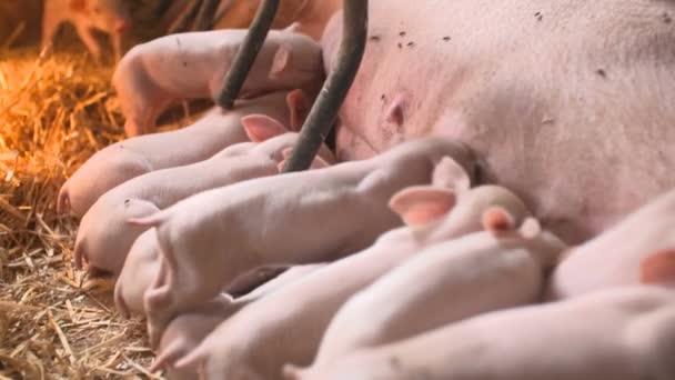 Piglets Eat Milk Snow Show Farm — Stockvideo