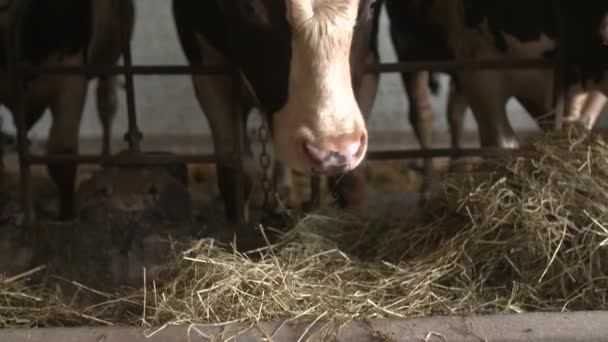 Ταΐζοντας Αγελάδες Στη Φάρμα Τρώω Σανό Στον Αχυρώνα Σύγχρονη Φάρμα — Αρχείο Βίντεο