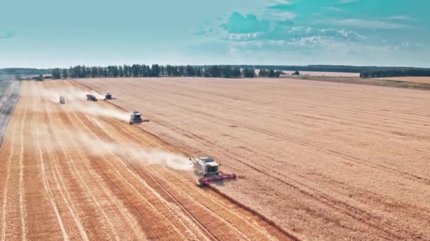 Vista Arriba Hacia Abajo Cosechadoras Que Trabajan Campo Trigo Cosechadora — Vídeos de Stock