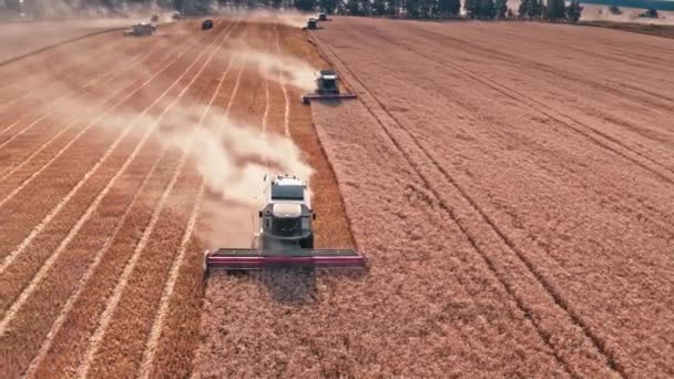 Bovenaanzicht Van Oogstmachines Die Een Tarweveld Werken Oogster Landbouwmachine Oogst — Stockvideo
