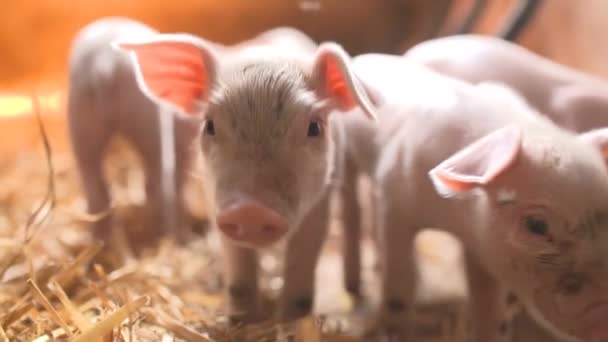 畜産場の豚 — ストック動画