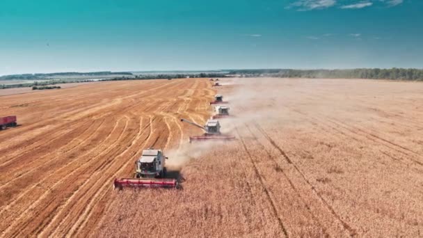 Bovenaanzicht Van Oogstmachines Die Een Tarweveld Werken Oogster Landbouwmachine Oogst — Stockvideo