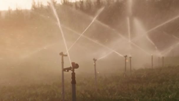 Jordbruk Pivotbevattning Används För Att Vattna Växter Gård Jordbruk Sprinkler — Stockvideo