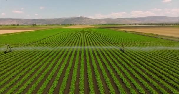 農業ビジネス 畑の農場 スプリンクラー灌漑システムの植物に使用されるピボット灌漑は 乾季に植物を成長させ 収量を増加させ 土地に散水し スプリンクラーを増やすのに役立ちます — ストック動画