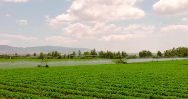 農業ビジネス 畑の農場 スプリンクラー灌漑システムの植物に使用されるピボット灌漑は 乾季に植物を成長させ 収量を増加させ 土地に散水し スプリンクラーを増やすのに役立ちます — ストック動画