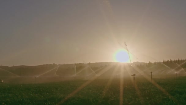 Agribusiness Pivot Bewässerung Verwendet Pflanzen Auf Einem Bauernhof Gießen Landwirtschaft — Stockvideo