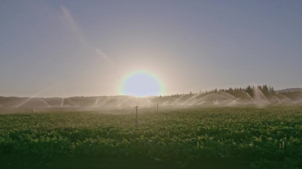 Agribusiness Pivot Irrigation Used Water Plants Farm Agriculture Sprinkler Irrigation — Stockvideo