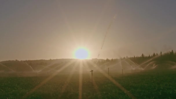 Agribusiness Pivot Bewässerung Verwendet Pflanzen Auf Einem Bauernhof Gießen Landwirtschaft — Stockvideo