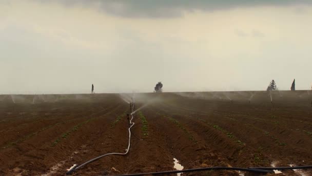 Landbouwindustrie Pivot Irrigatie Gebruikt Voor Het Water Planten Een Boerderij — Stockvideo