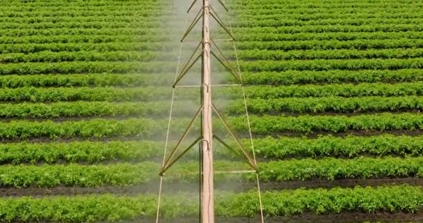 Agribusiness Pivot Öntözés Használt Vízinövények Egy Gazdaságban Mezőgazdaság Locsoló Öntözőrendszer — Stock videók