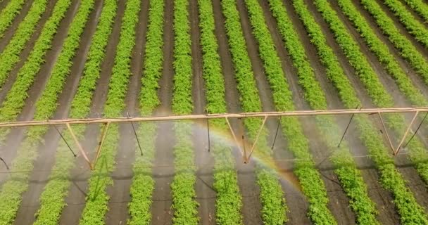 Agronegocios Riego Por Pivote Utilizado Para Regar Plantas Una Granja — Vídeos de Stock