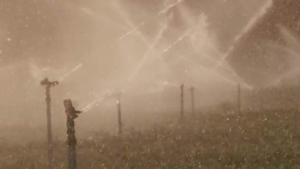农用企业 用来浇灌农场植物的枢轴灌溉 田间洒水灌溉系统 在旱季帮助种植植物 增加产量 浇灌土地 — 图库视频影像